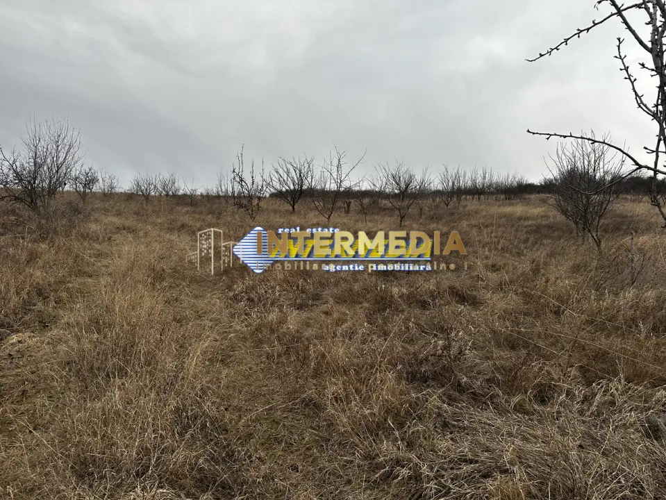 Teren extravilan de vanzare in suprafata de 80000 mp cu livada de pomi fructiferi, fotografia 9