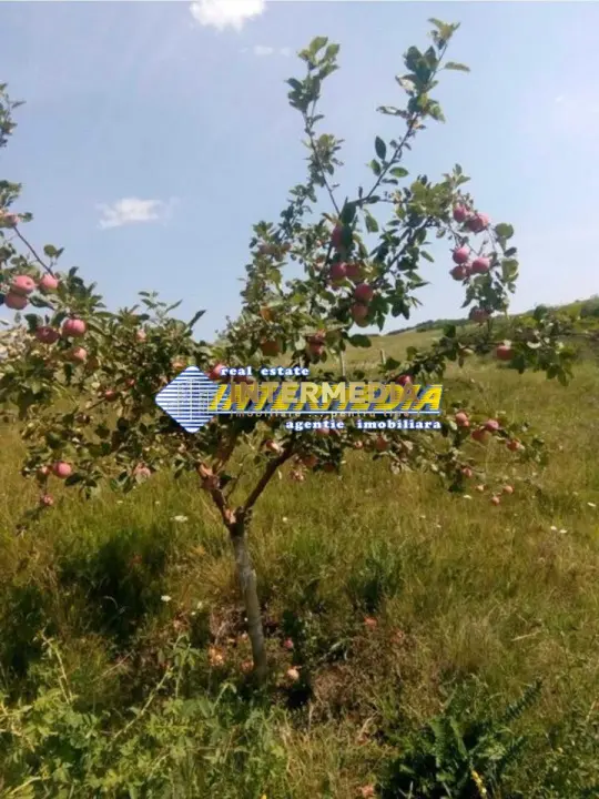 Teren extravilan de vanzare in suprafata de 80000 mp cu livada de pomi fructiferi, fotografia 11