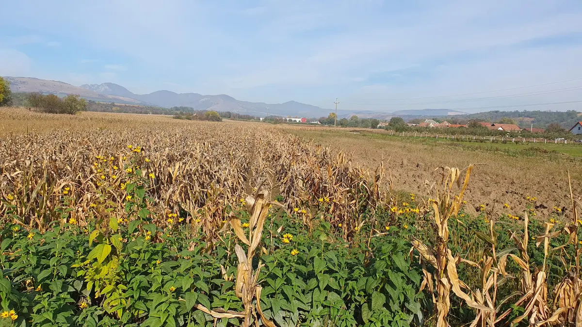 Teren intravilan construibil în Galda de Jos, 2100 mp, fotografia 3